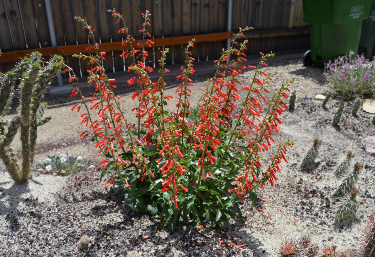 Skægget penstemon tiltrækker bier, sommerfugle og beundrende blikke. Plant den i din have, du vil ikke fortryde det.