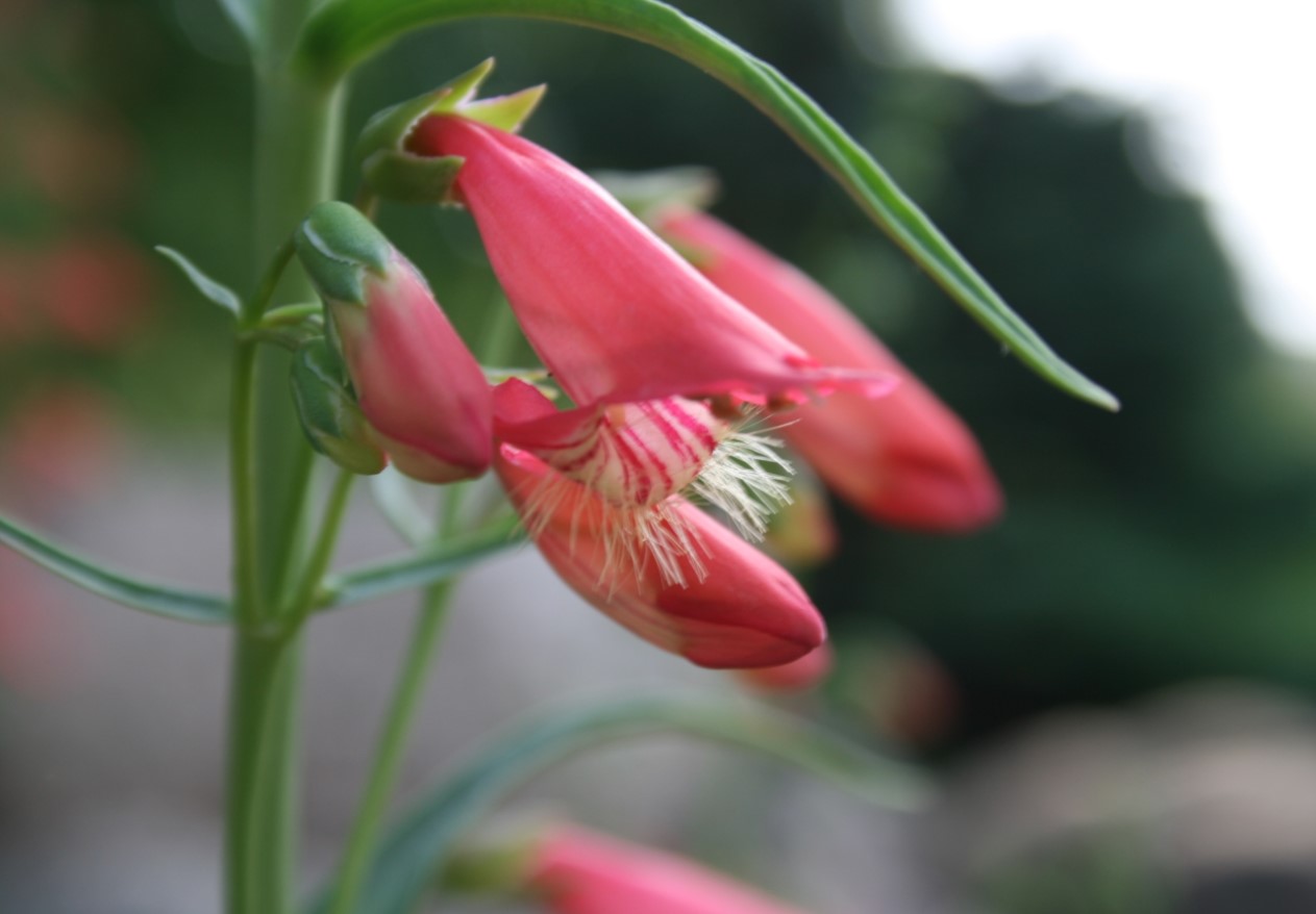 Skægget penstemon tiltrækker bier, sommerfugle og beundrende blikke. Plant den i din have, du vil ikke fortryde det.