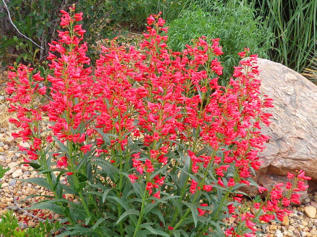 Penstemon barbatus