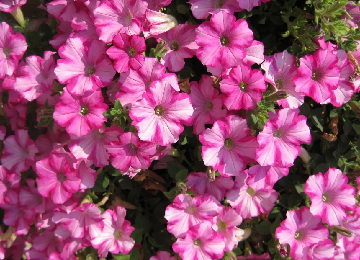 Petunia druknet i luksuriøse farver: brugte et smart trick med en saks – og ingen besvær