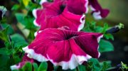Petunia druknet i luksuriøse farver: brugte et smart trick med en saks – og ingen besvær