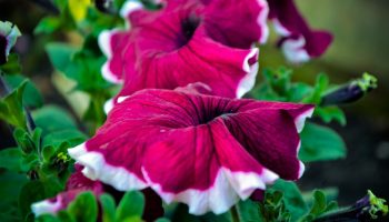 Petunia druknet i luksuriøse farver: brugte et smart trick med en saks – og ingen besvær