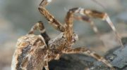 Philoponella prominens