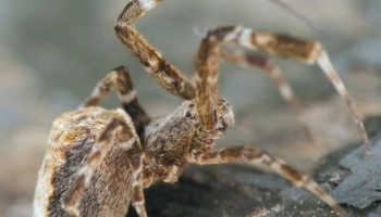 Philoponella prominens