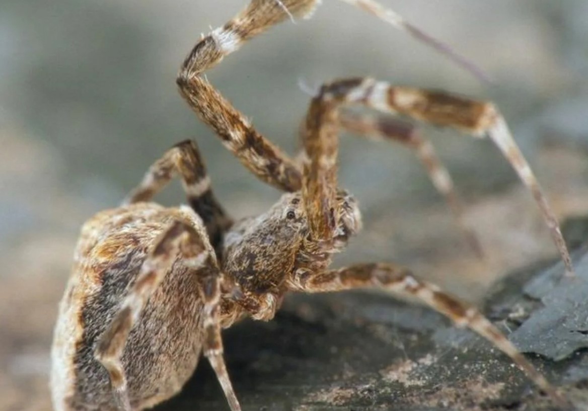 Philoponella prominens