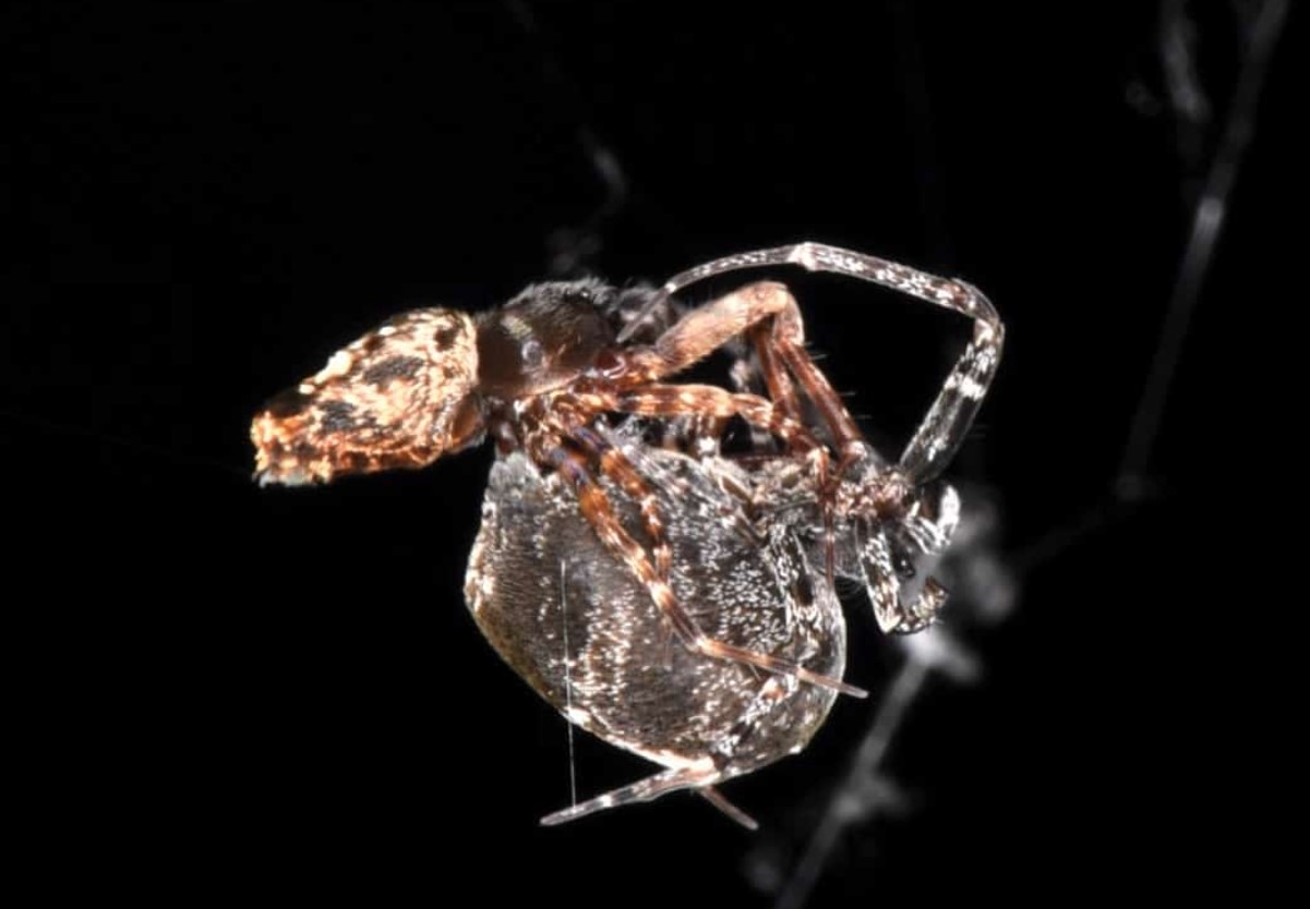 Philoponella prominens
