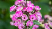 Blomsterfyrværkeri: den smukkeste og mest ukræsne blomst til haven er kåret – forvandler haven på et øjeblik