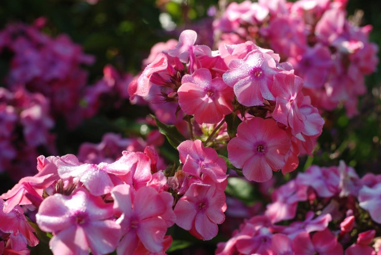 Blomsterfyrværkeri: den smukkeste og mest ukræsne blomst til haven er kåret – forvandler haven på et øjeblik