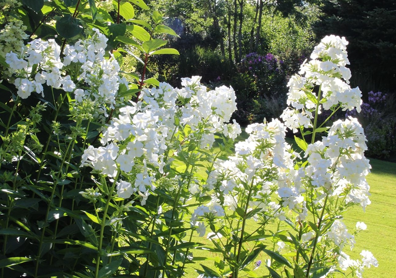 Phlox paniculata David
