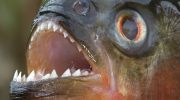 Stille, giftig, lynhurtig: 10 fisk, der er farligere end hajer