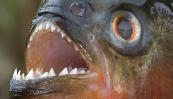 Stille, giftig, lynhurtig: 10 fisk, der er farligere end hajer