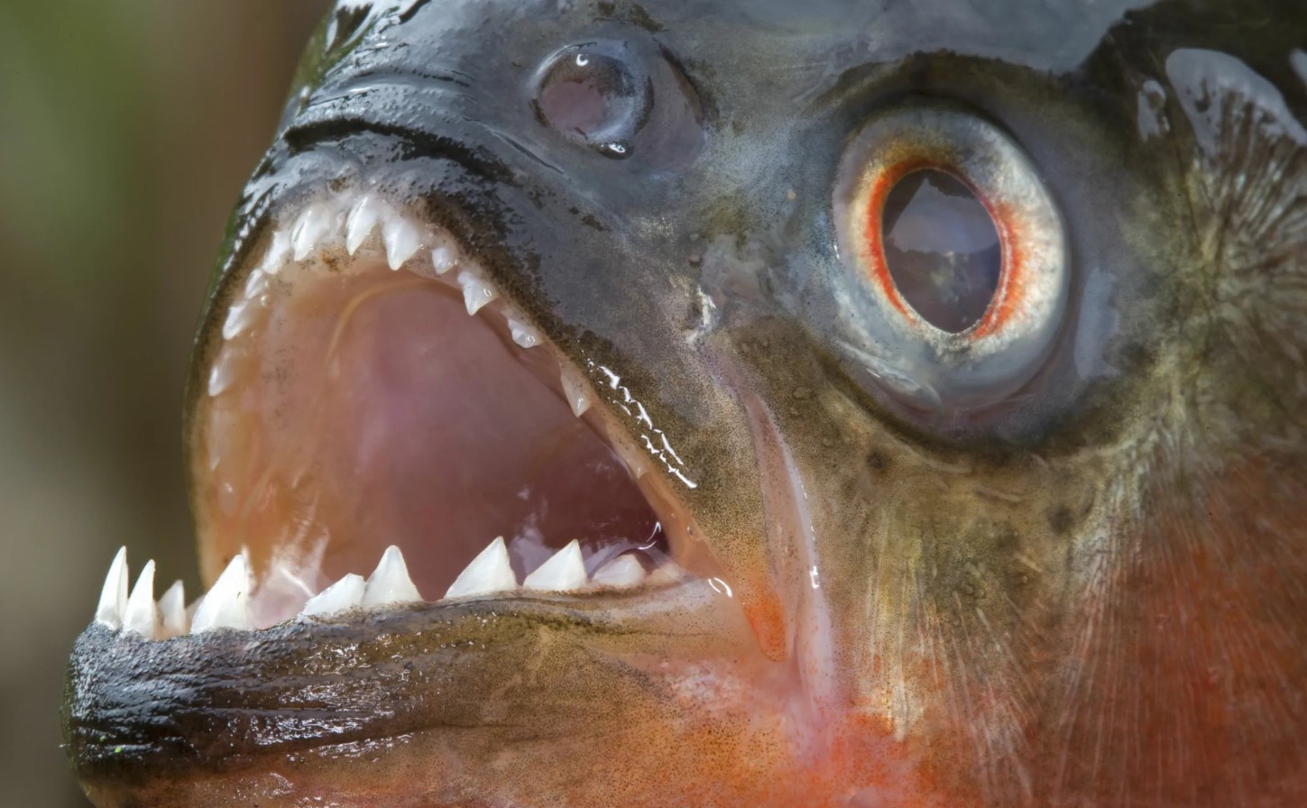 Stille, giftig, lynhurtig: 10 fisk, der er farligere end hajer