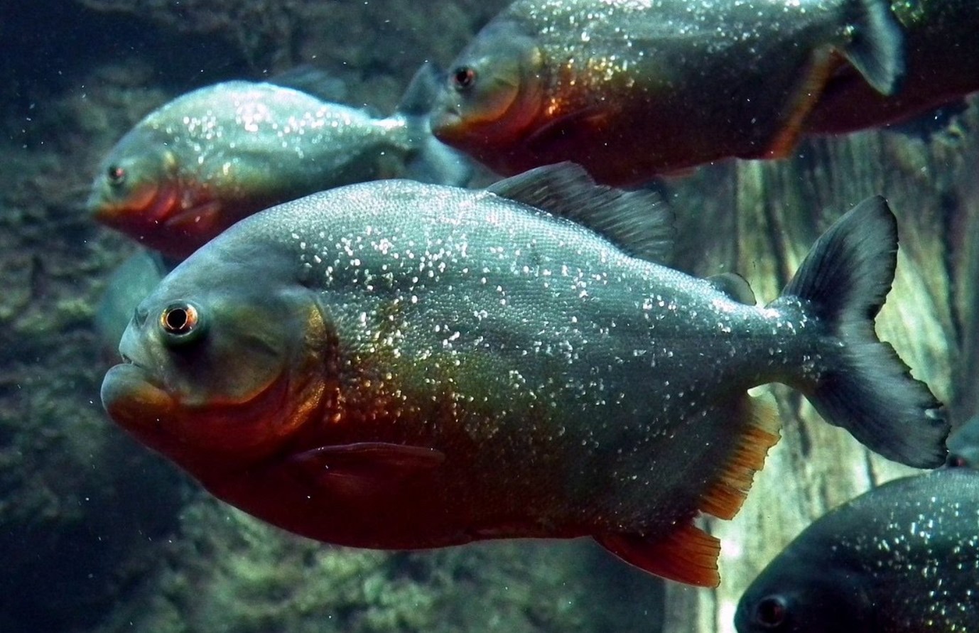Stille, giftig, lynhurtig: 10 fisk, der er farligere end hajer