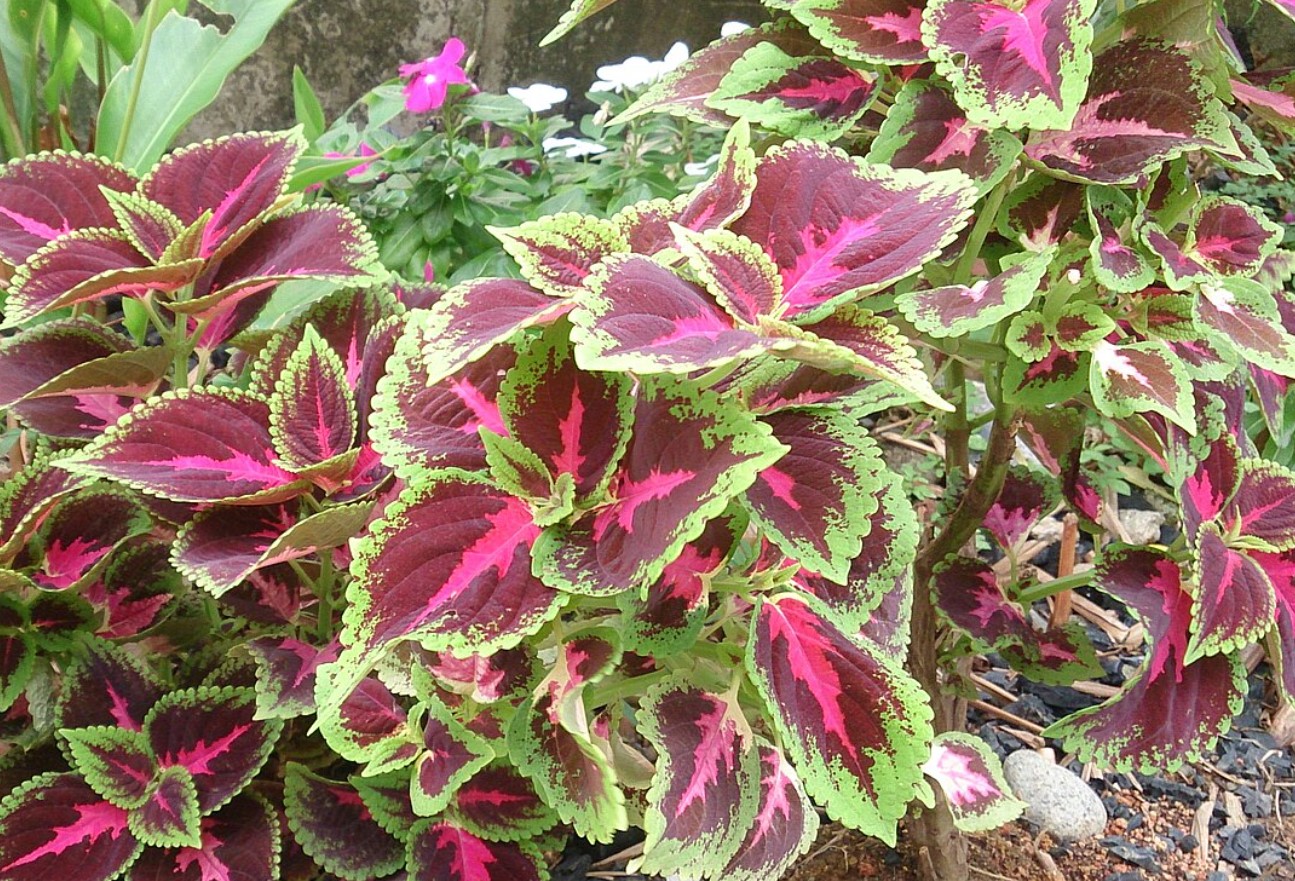 Plectranthus scutellarioides