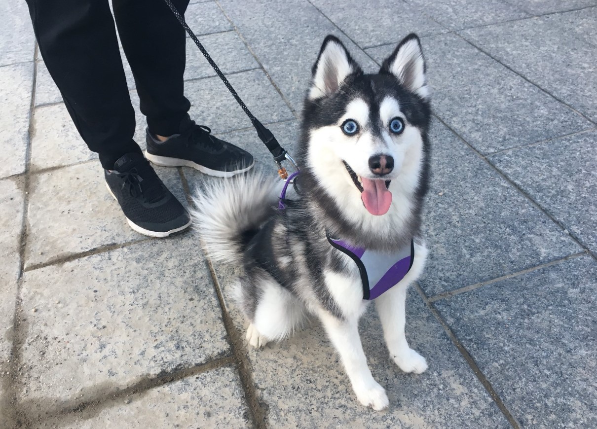 Pomsky – en hund, der blev opfundet på BuzzFeed