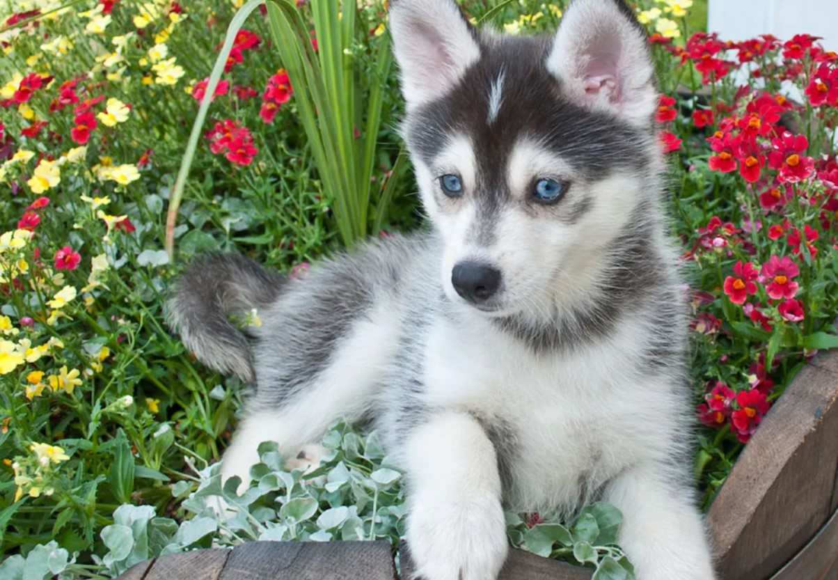 Pomsky – en hund, der blev opfundet på BuzzFeed