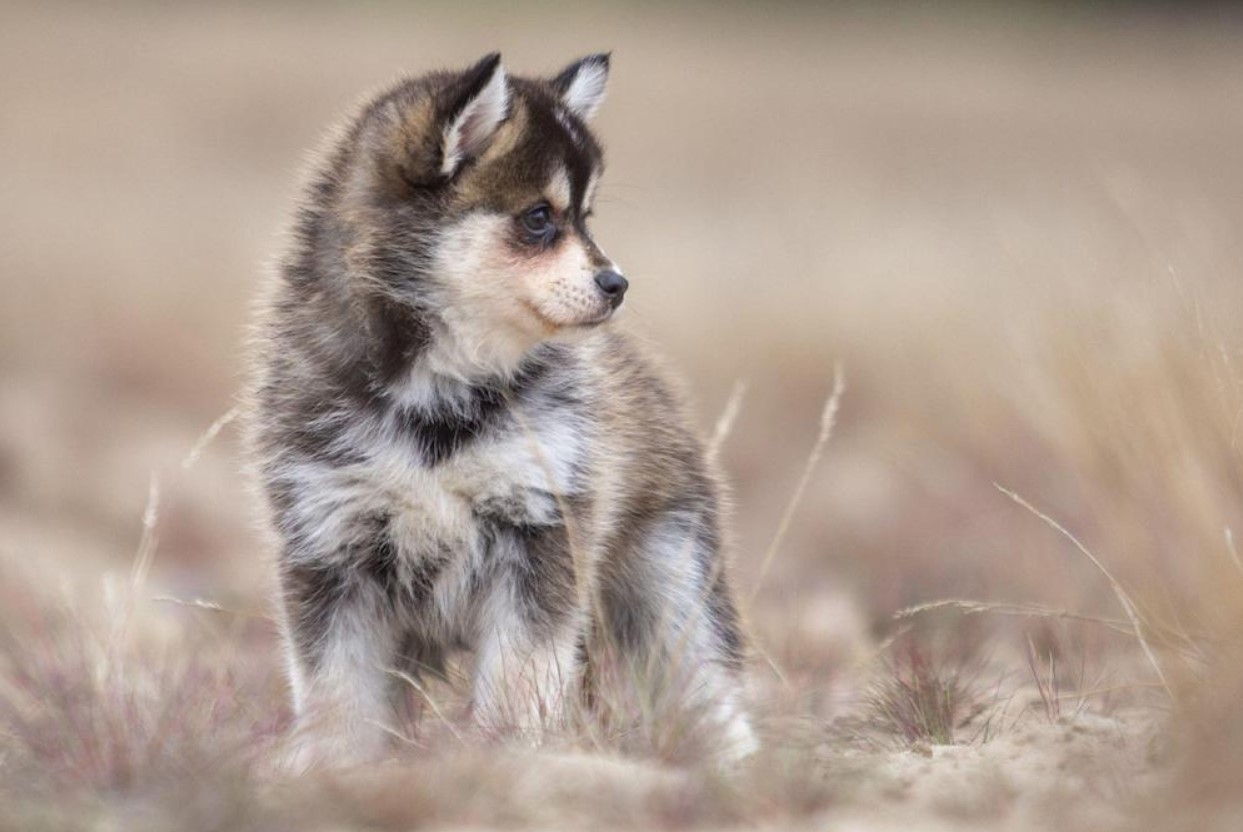 Pomsky – en hund, der blev opfundet på BuzzFeed