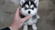 Pomsky – en hund, der blev opfundet på BuzzFeed