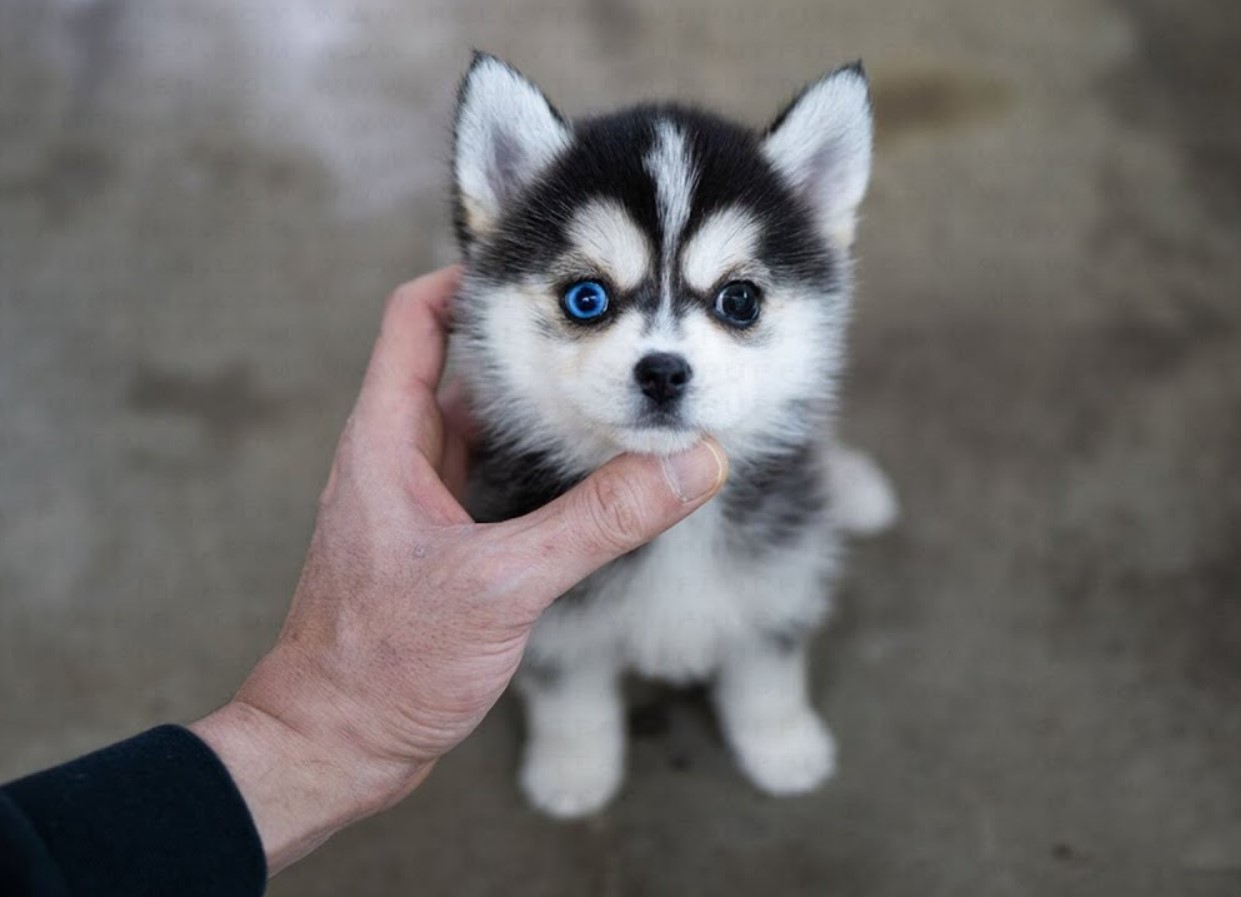 Pomsky – en hund, der blev opfundet på BuzzFeed