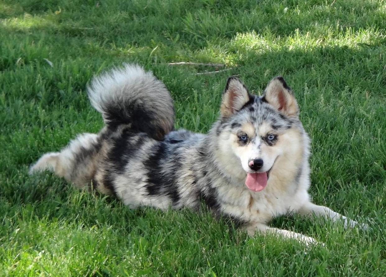 Pomsky – en hund, der blev opfundet på BuzzFeed