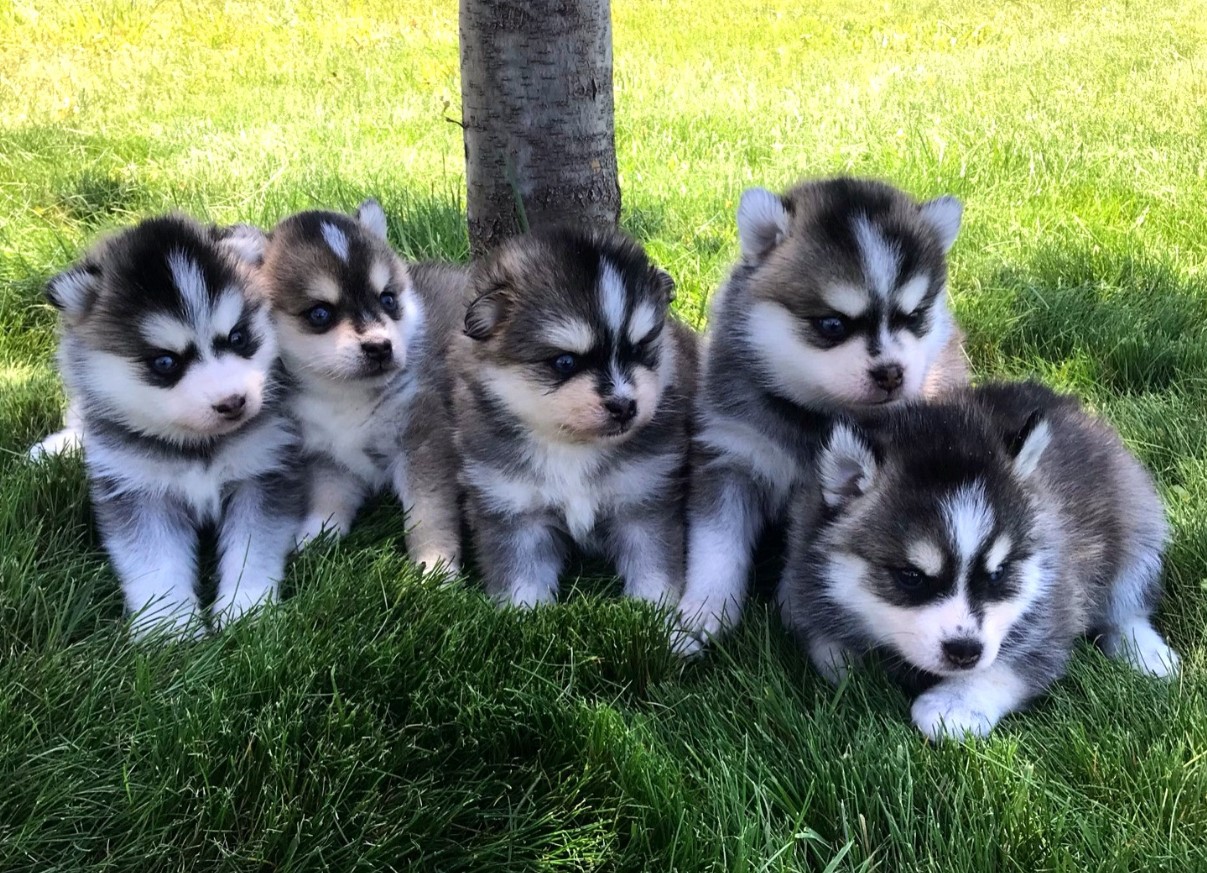 Pomsky – en hund, der blev opfundet på BuzzFeed