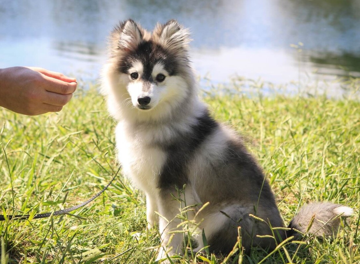 Pomsky – en hund, der blev opfundet på BuzzFeed