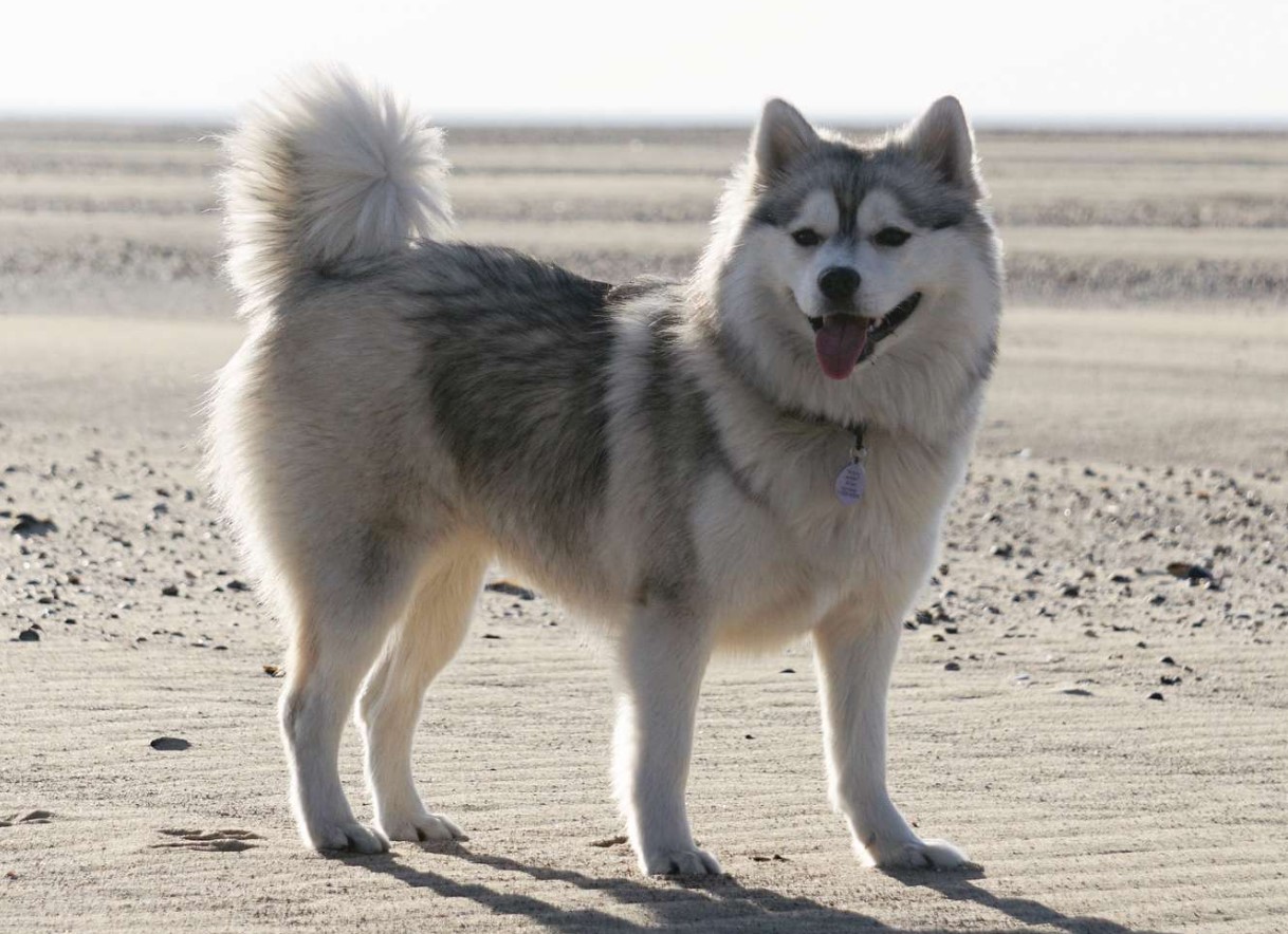 Pomsky – en hund, der blev opfundet på BuzzFeed