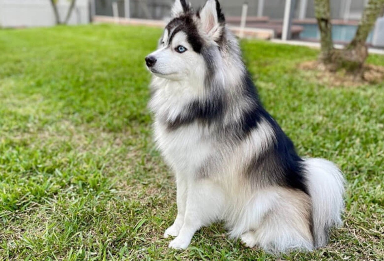 Pomsky – en hund, der blev opfundet på BuzzFeed