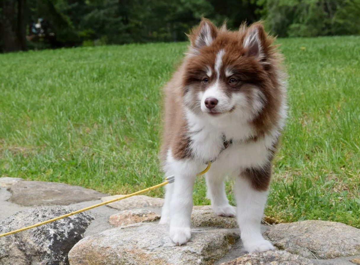 Pomsky – en hund, der blev opfundet på BuzzFeed