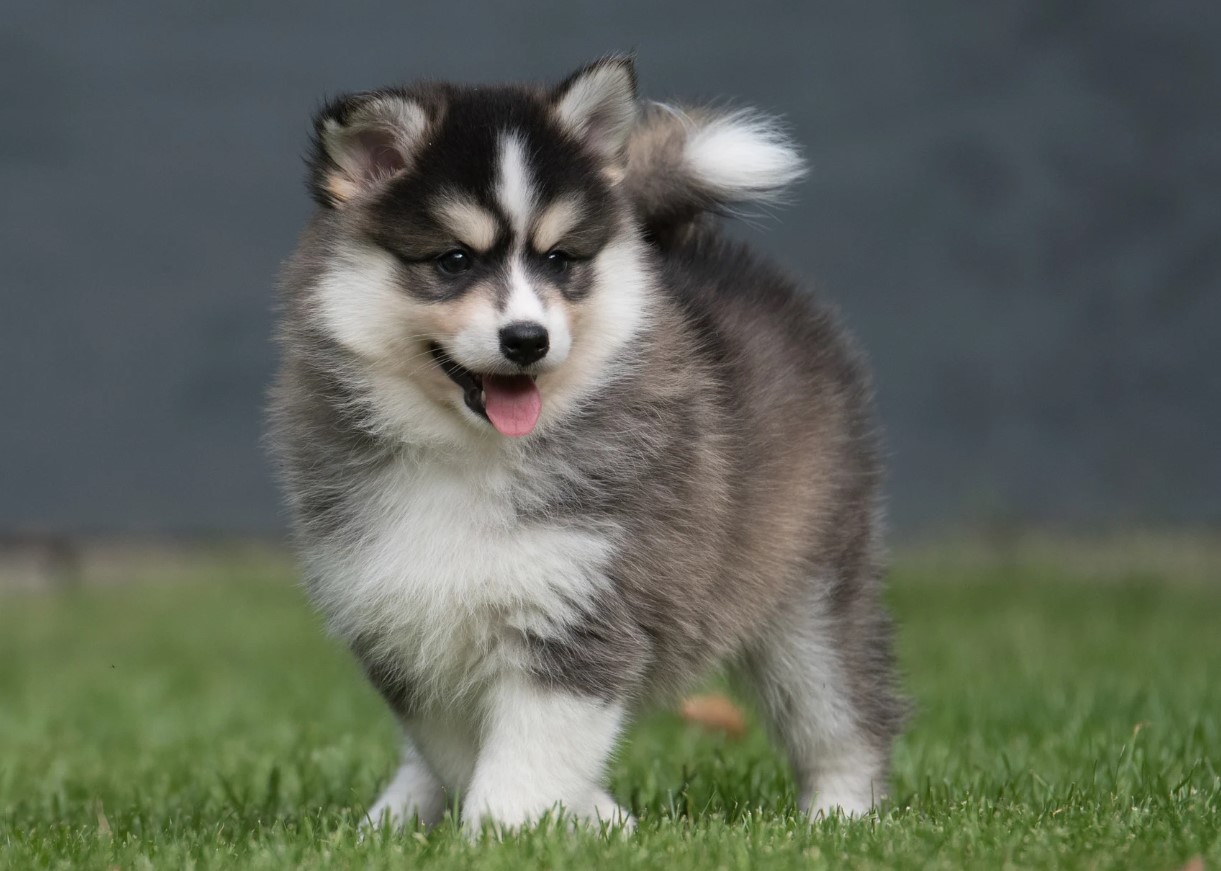 Pomsky – en hund, der blev opfundet på BuzzFeed