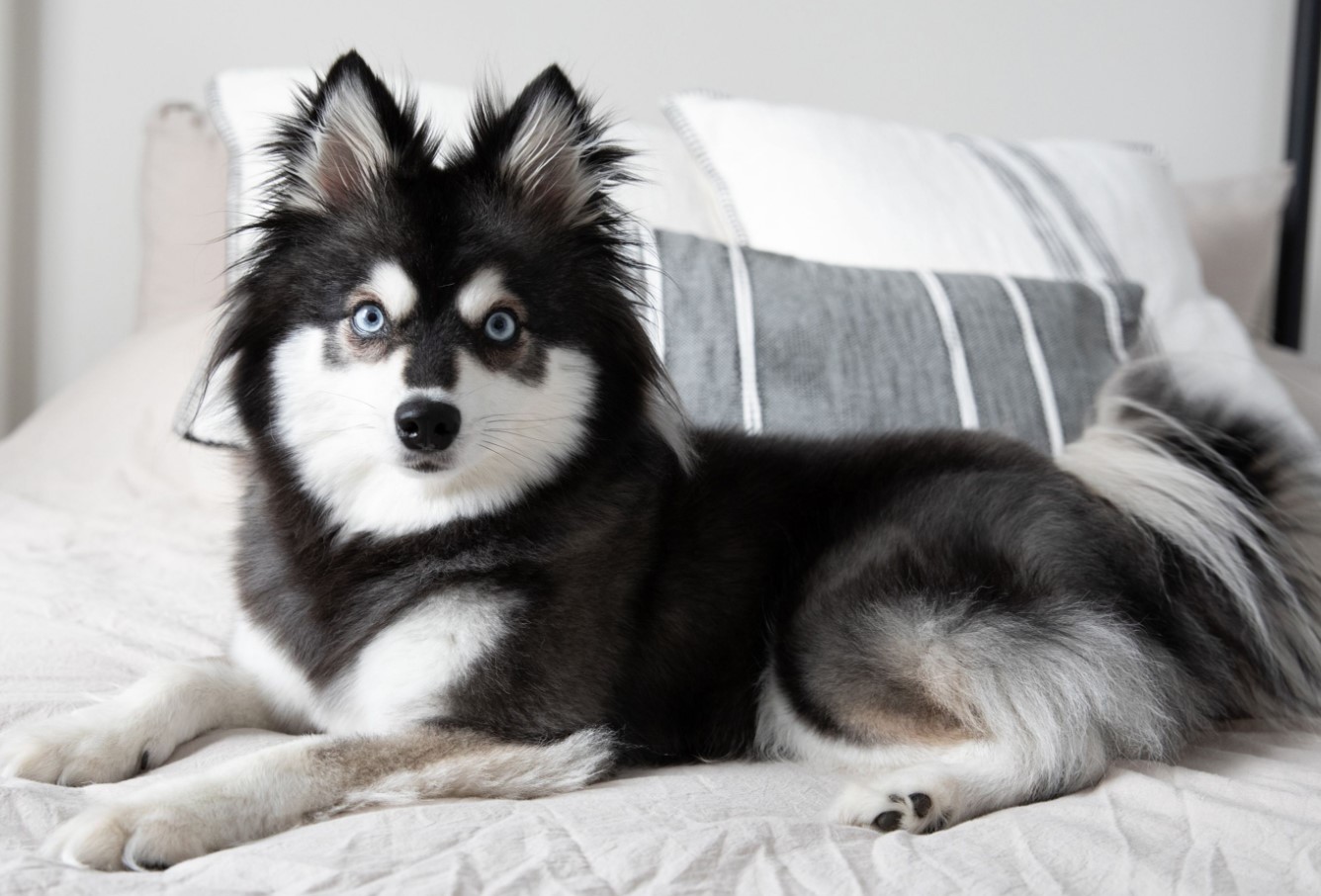 Pomsky – en hund, der blev opfundet på BuzzFeed