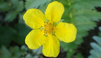 Potentilla anserina