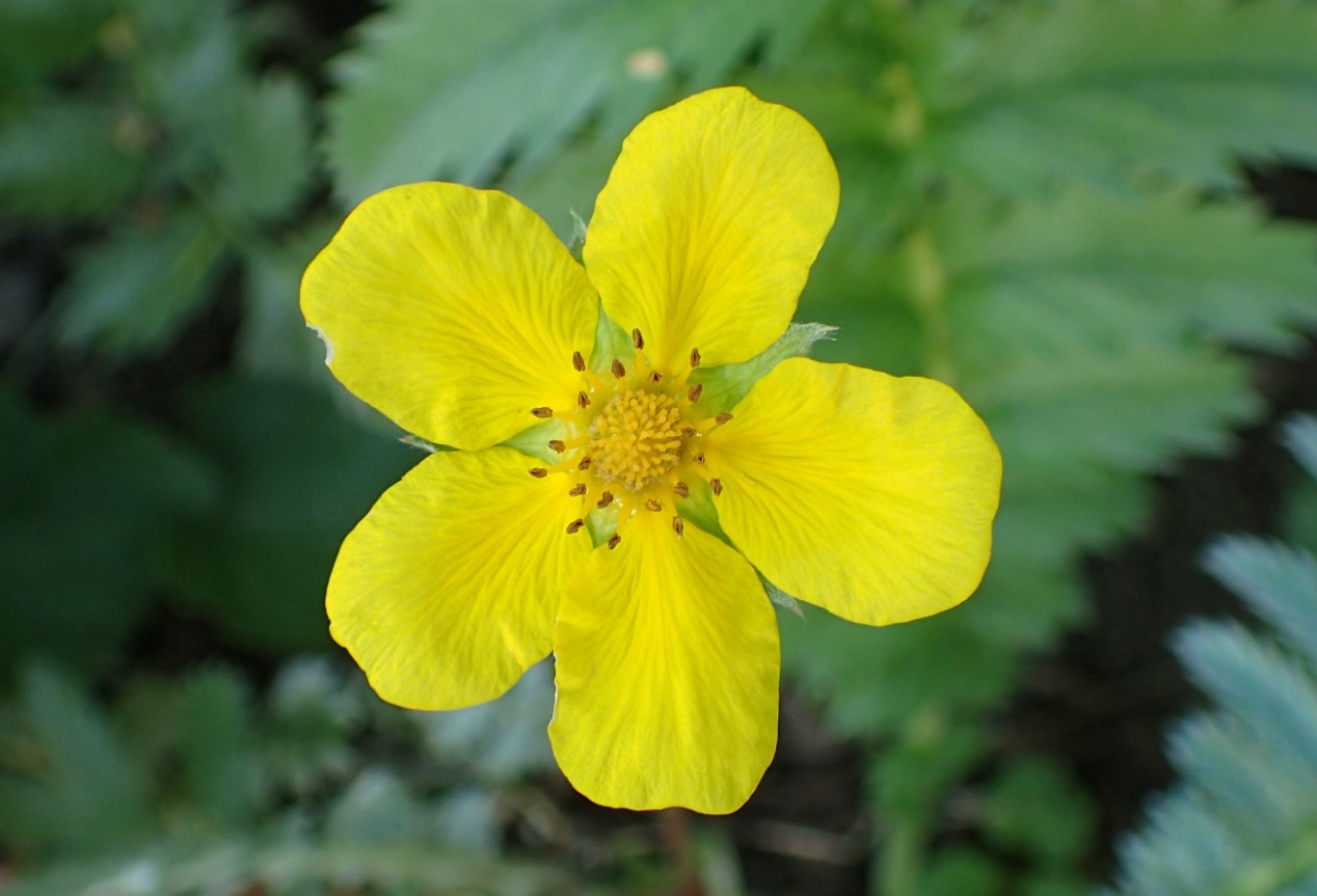 Potentilla anserina