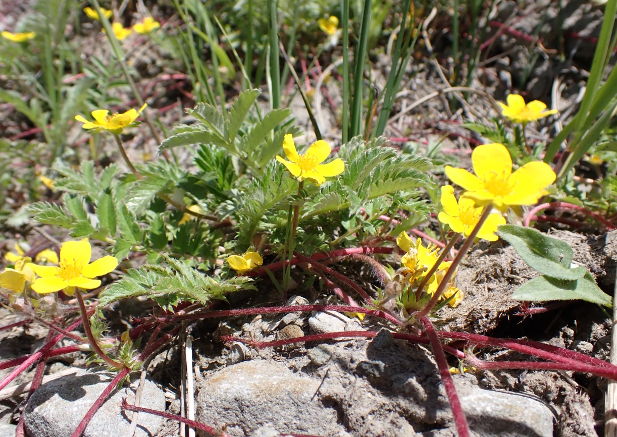 Potentilla anserina