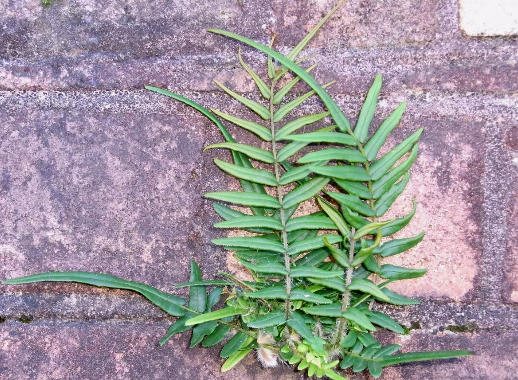 Pteris vittata