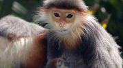 Sjældne aber i Vietnams jungle truet af udryddelse