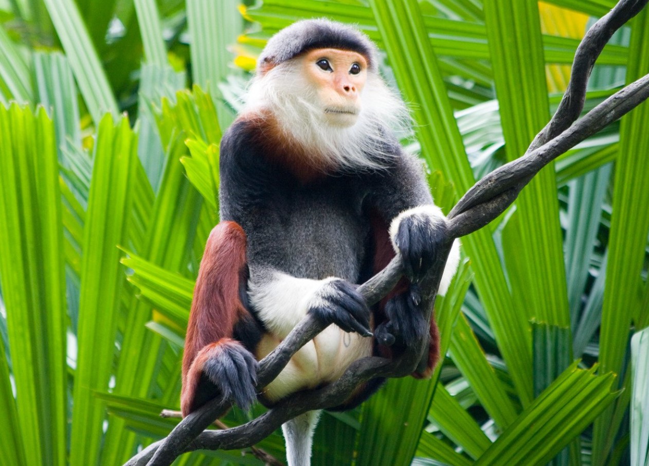 Pygathrix cinerea