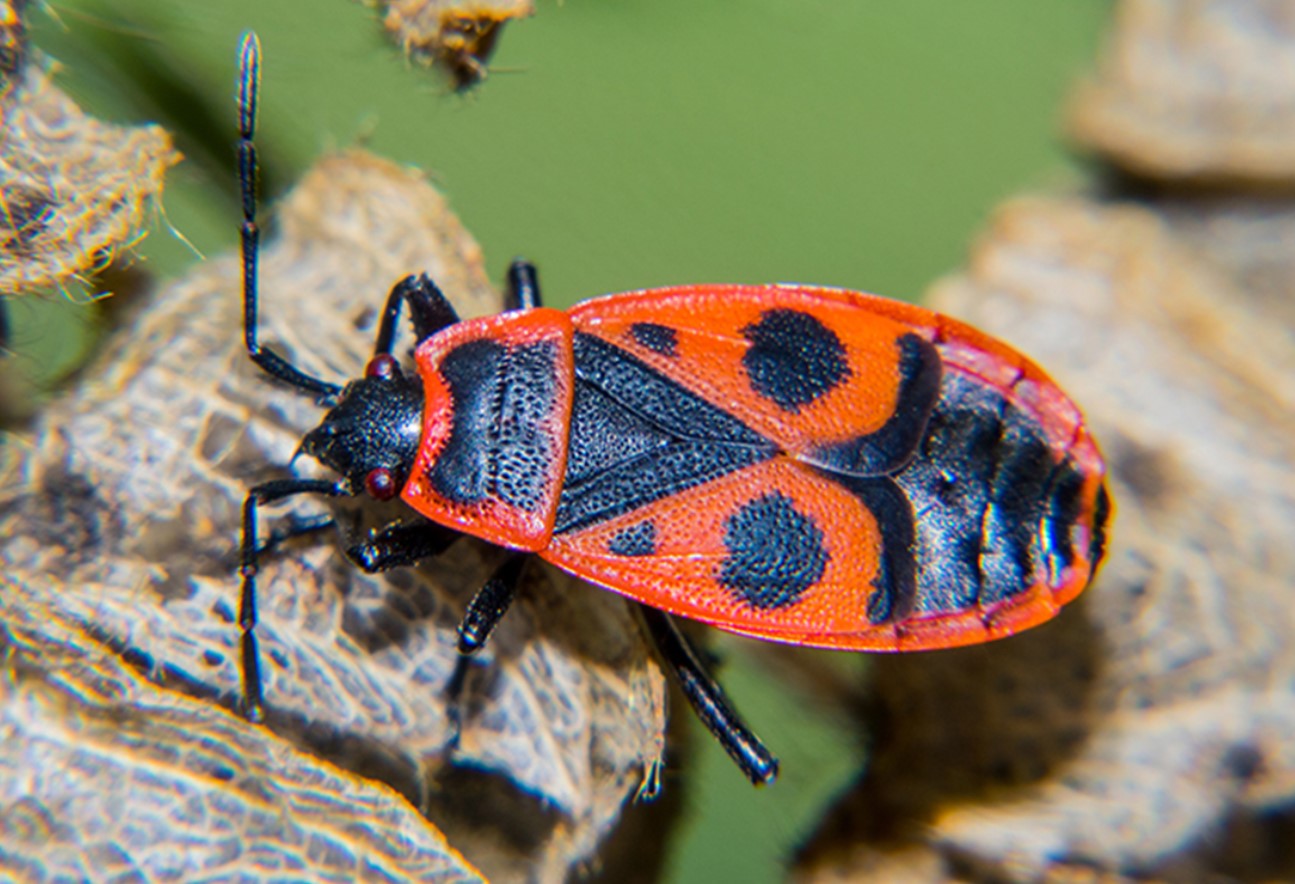 Pyrrhocoris apterus