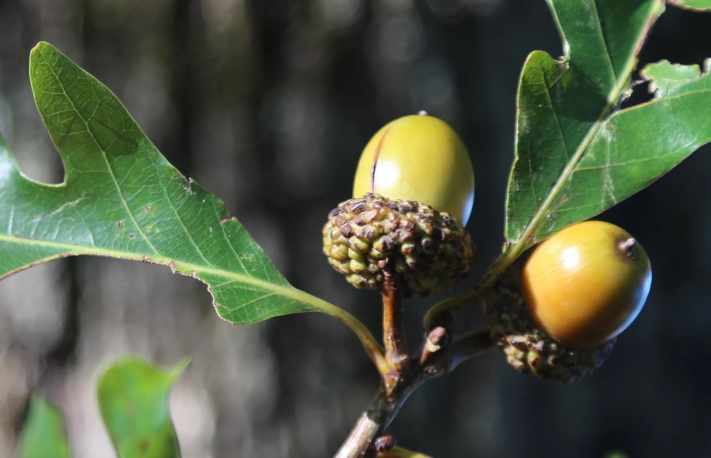 Hvid eg (Quercus alba)