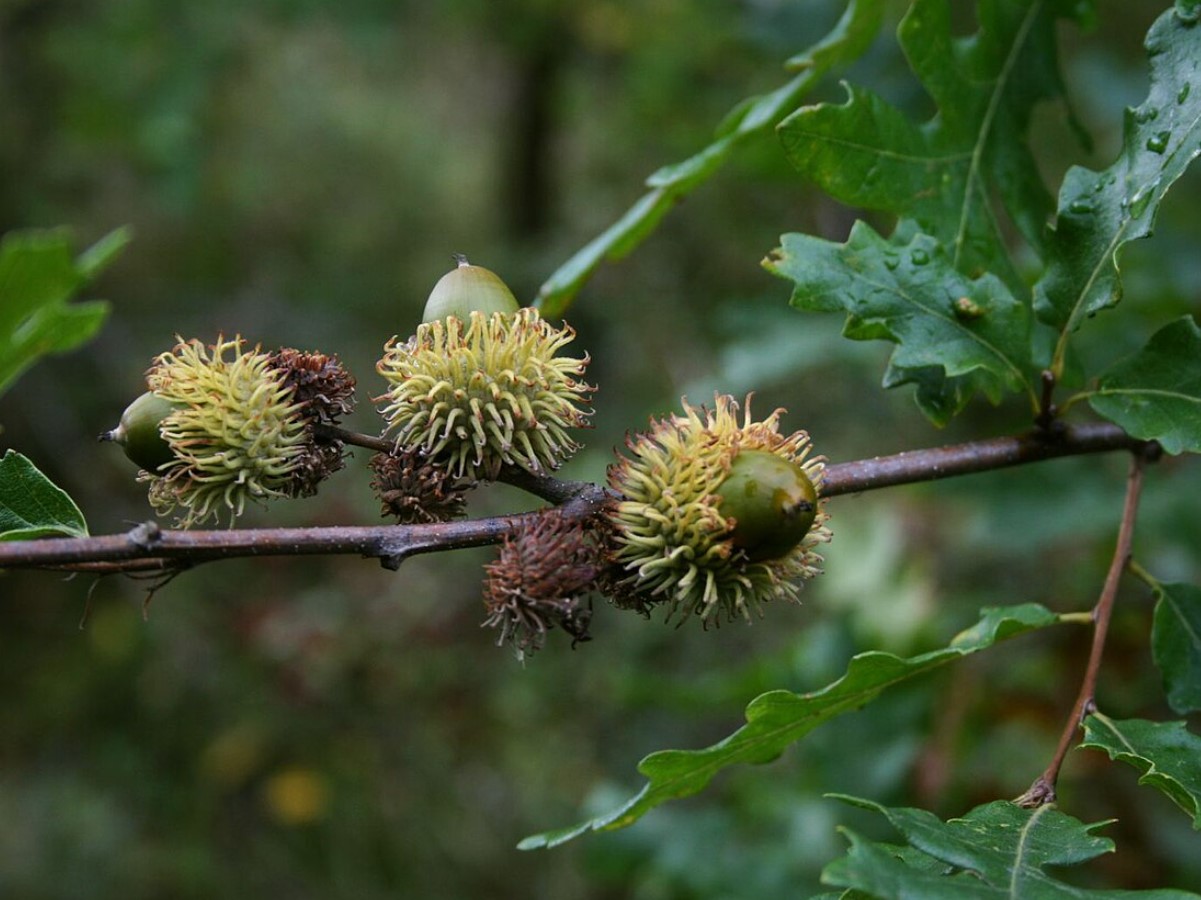 Kalkeg (Quercus cerris)