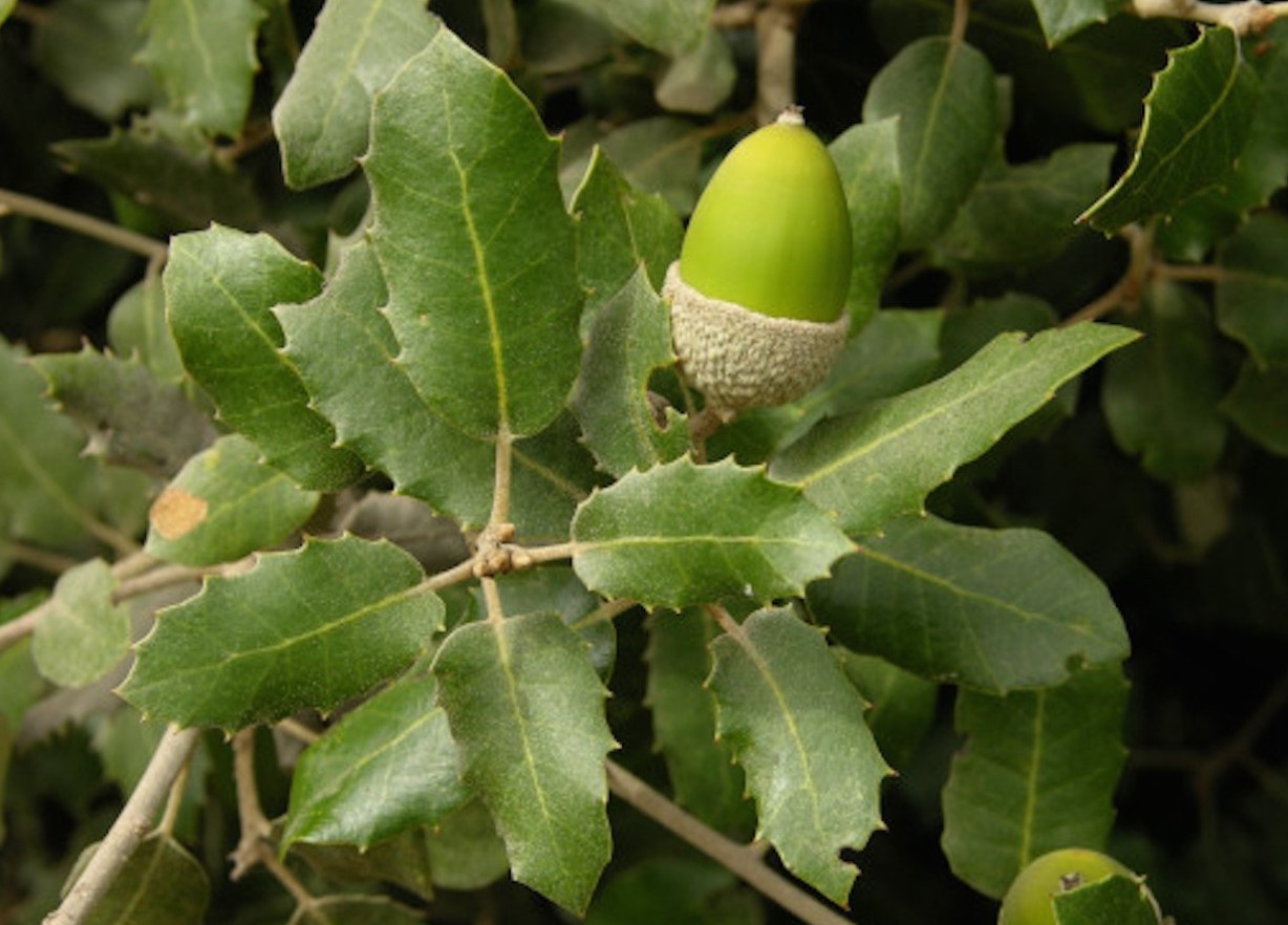 Steneg (Quercus ilex)