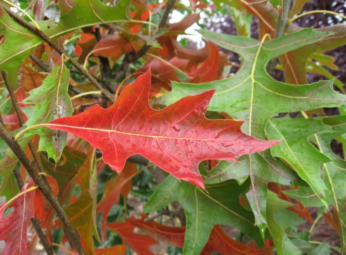 Sumpeg (Quercus palustris)