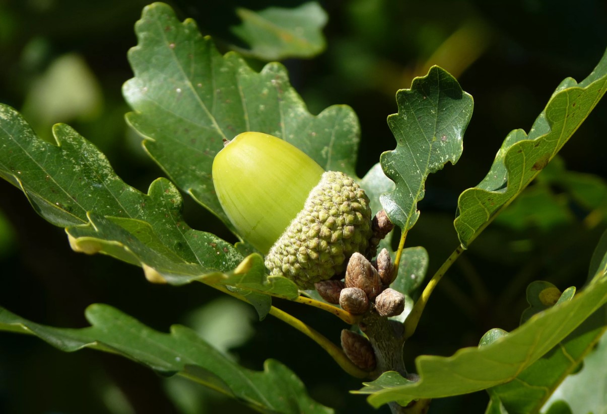 Almindelig eg (Quercus robur)