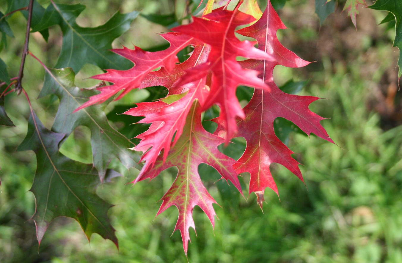 Rød eg (Quercus rubra)