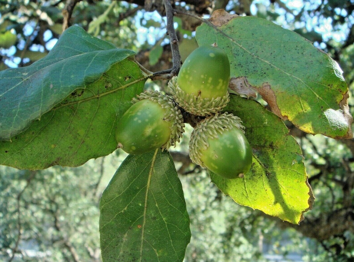 Korkeg (Quercus suber)