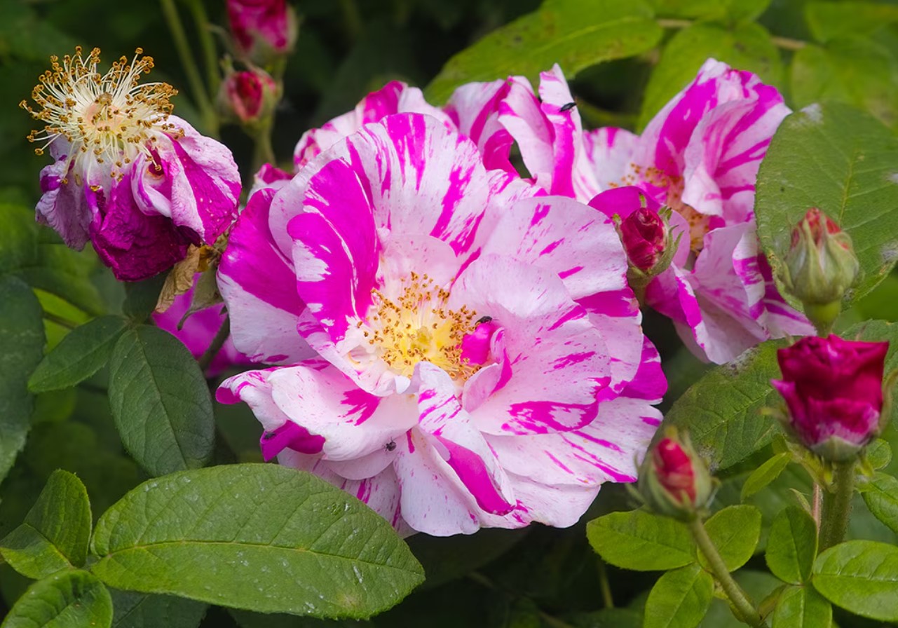 ROSA GALLICA 'VERSICOLOR'