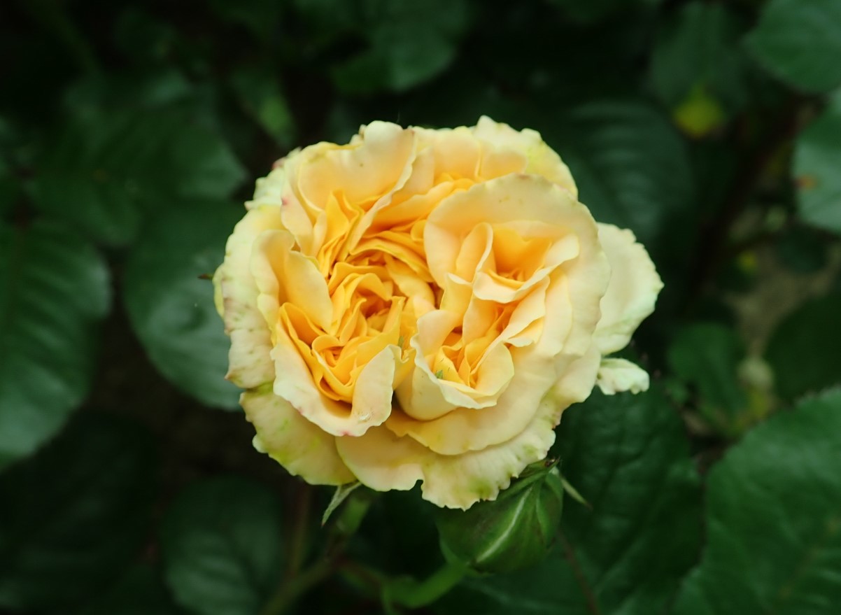 ROSA ‘TIMELESS CREAM’