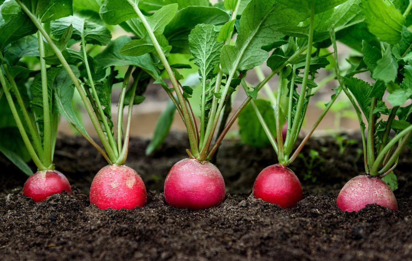 Hvad skal man plante i haven i juni? Hurtigt voksende grøntsager giver et rigt udbytte. Handle nu!