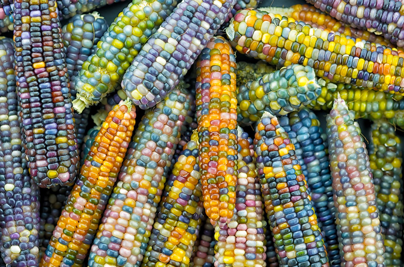 Cherokee-arv fra Oklahoma: sådan planter du regnbue-majs i din have