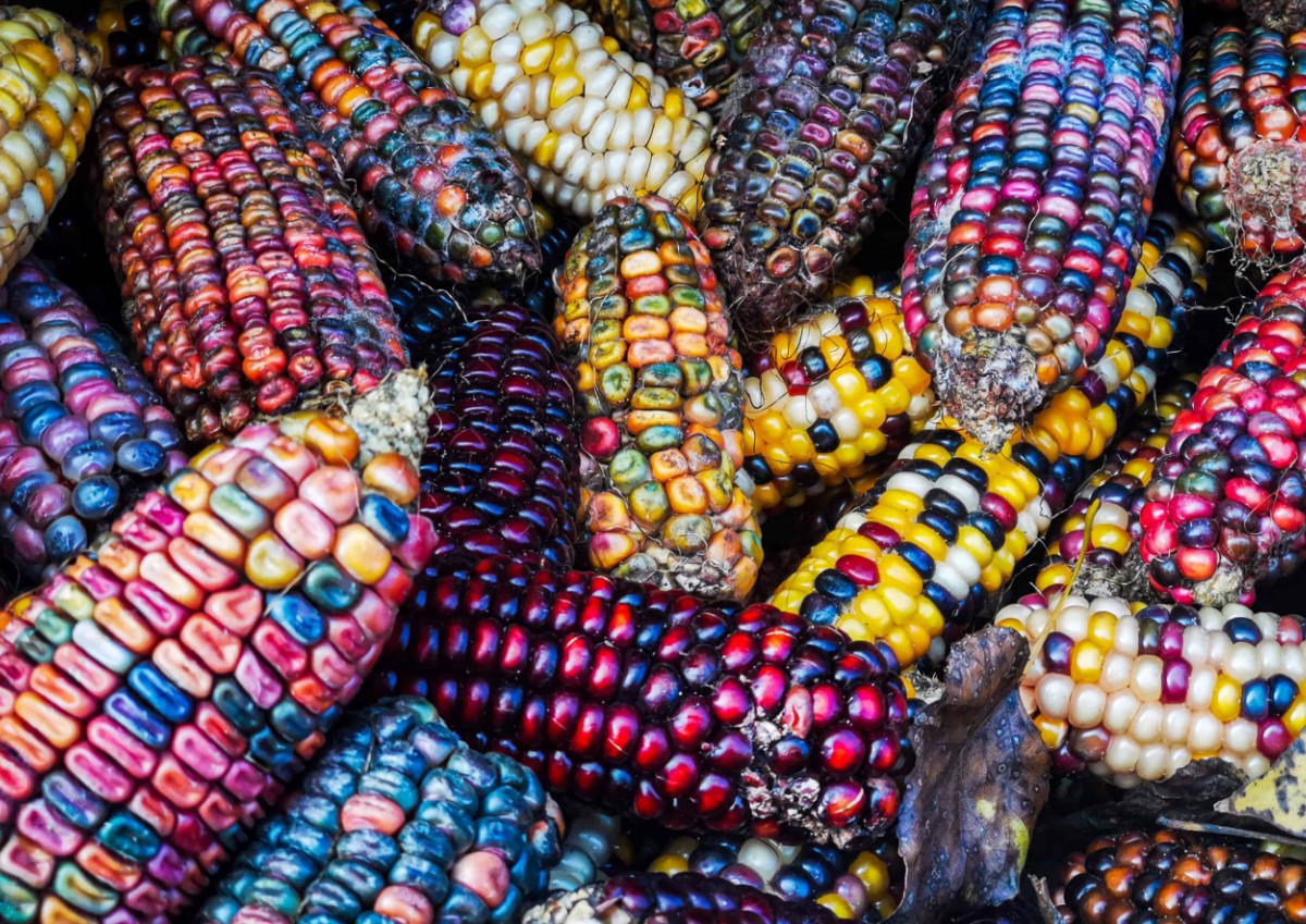 Cherokee-arv fra Oklahoma: sådan planter du regnbue-majs i din have